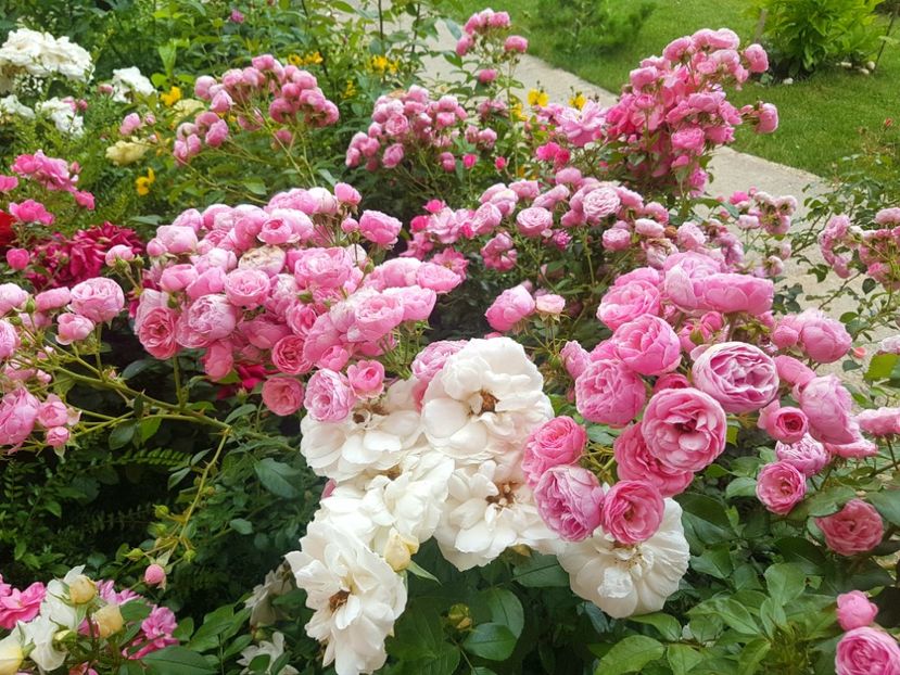  - Uetersener klosterrose- urcator
