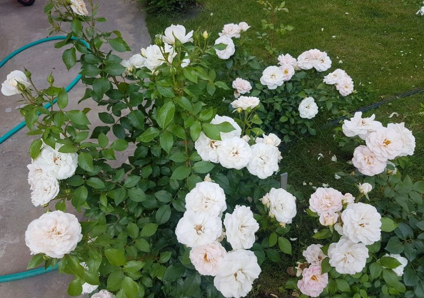  - Uetersener klosterrose- urcator