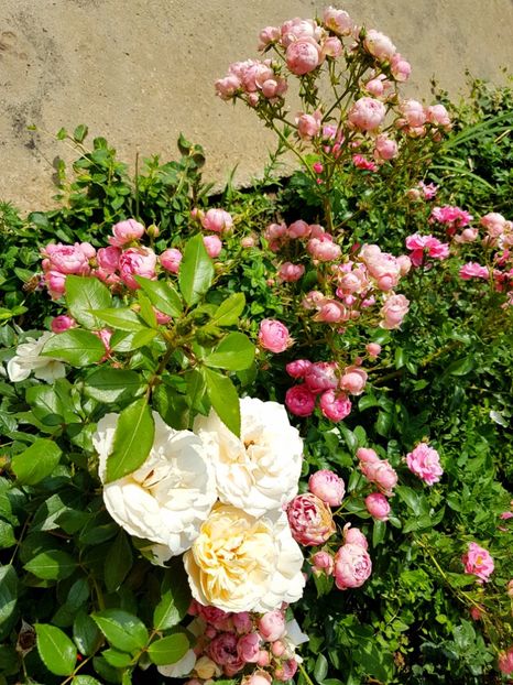  - Uetersener klosterrose- urcator