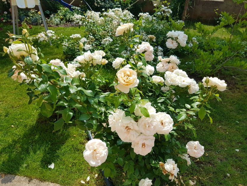  - Uetersener klosterrose- urcator