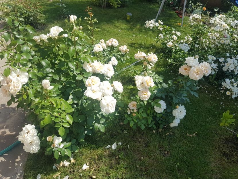  - Uetersener klosterrose- urcator