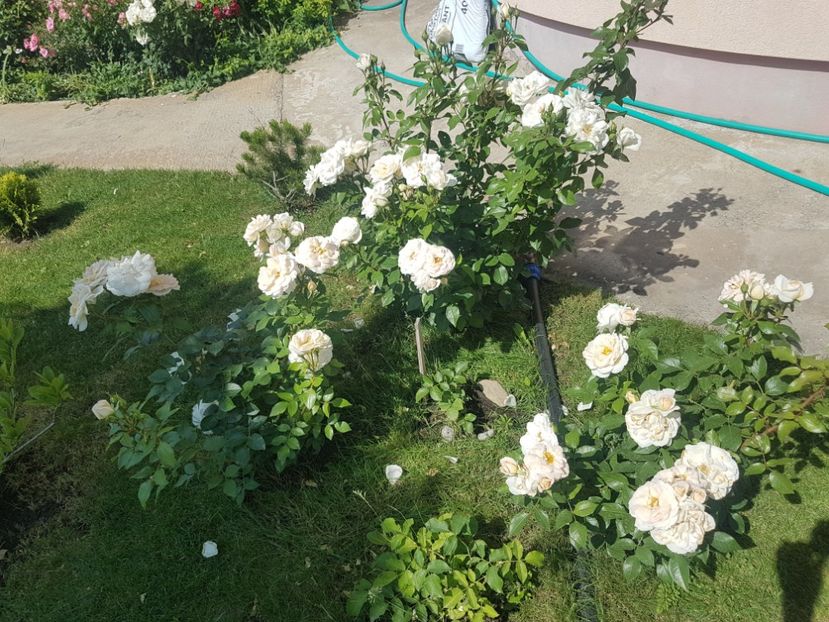  - Uetersener klosterrose- urcator