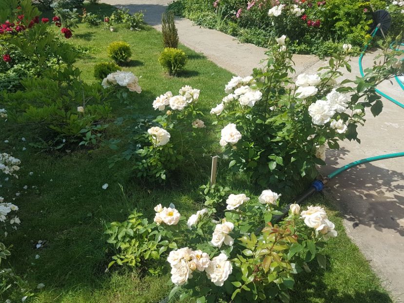  - Uetersener klosterrose- urcator