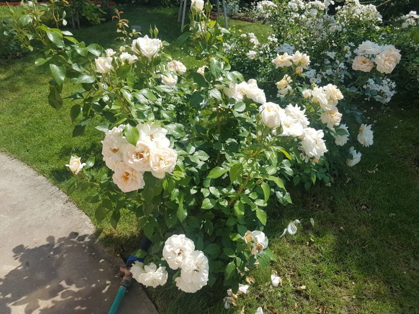  - Uetersener klosterrose- urcator