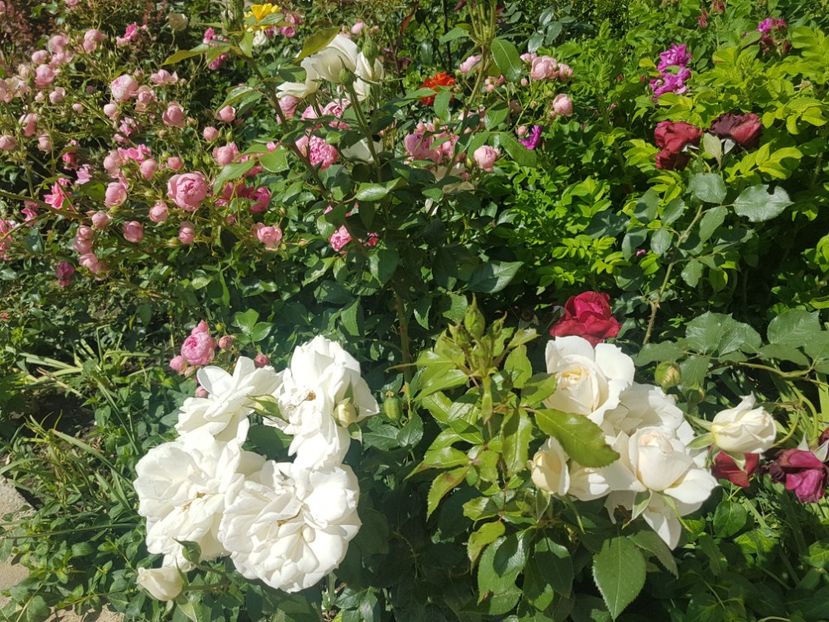  - Uetersener klosterrose- urcator