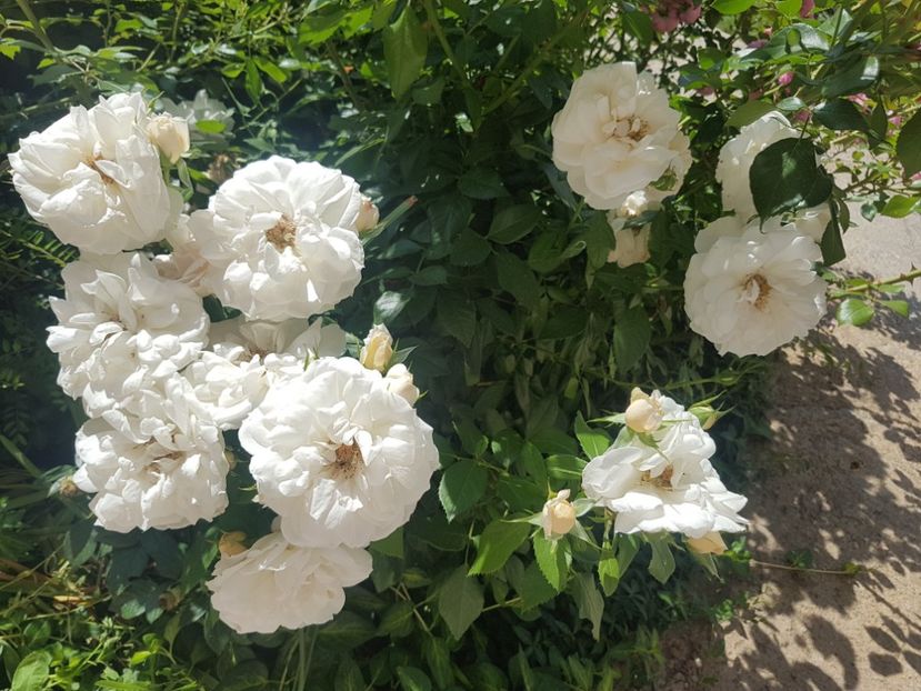  - Uetersener klosterrose- urcator