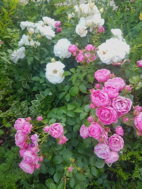  - Uetersener klosterrose- urcator