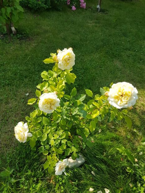  - Trandafiri Massad Guillot