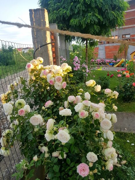 Plina inflorire- primul val 2018 - Eden rose