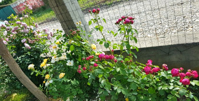  - Red Eden Erik Tabarly