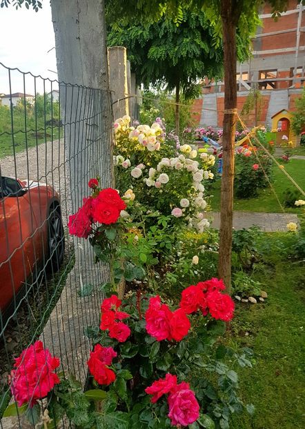 culoare de vis - Negresco