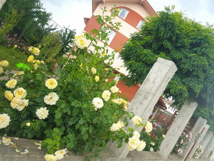  - Cyrano de Bergerac