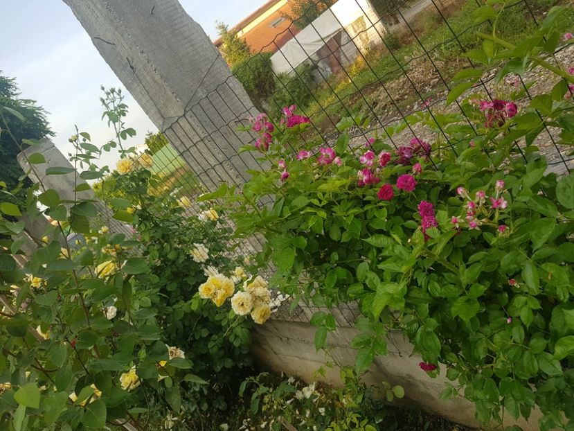  - Cyrano de Bergerac