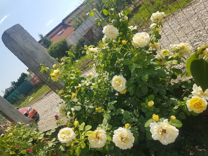  - Cyrano de Bergerac