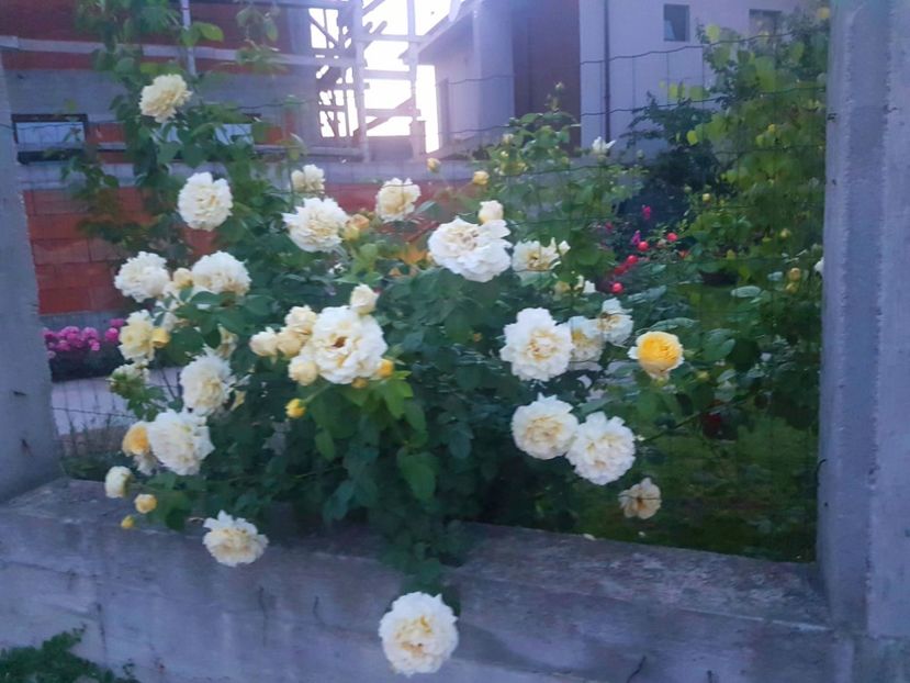  - Cyrano de Bergerac