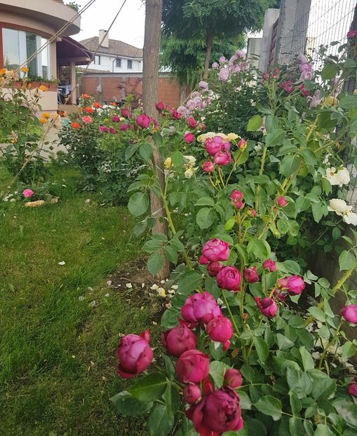  - Red Eden Erik Tabarly