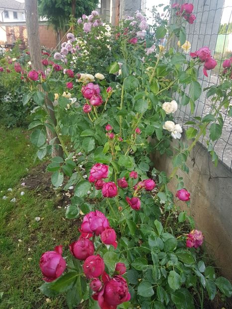  - Red Eden Erik Tabarly