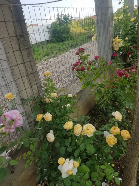  - Red Eden Erik Tabarly