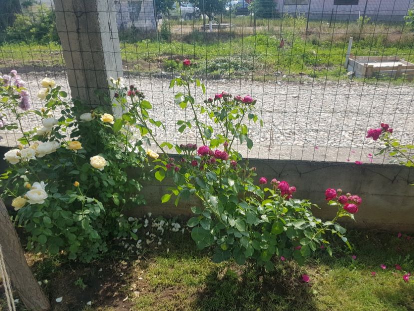  - Red Eden Erik Tabarly