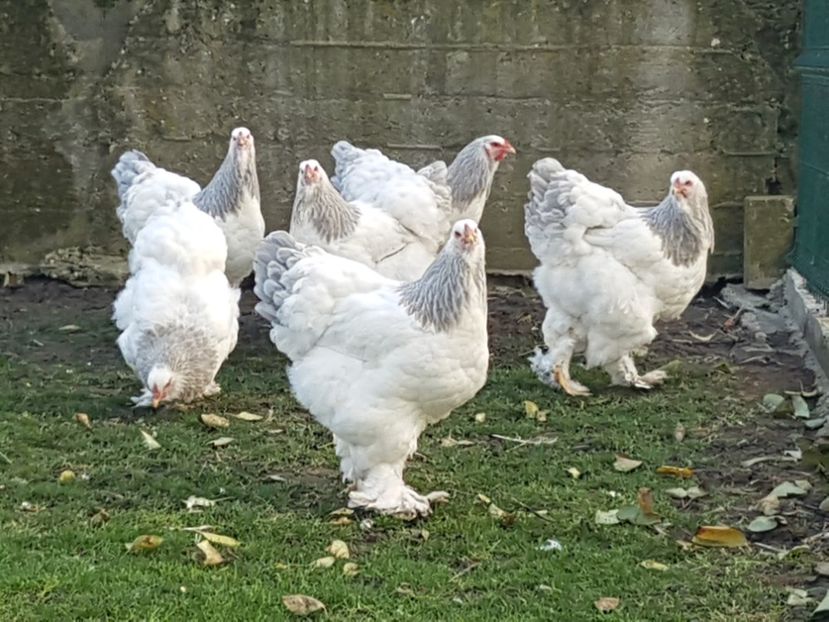  - găini brahma herminat deschis albastru