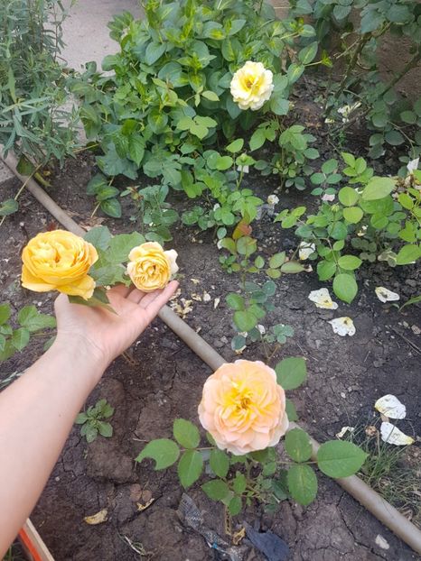 Moulineaux prim plan, candelight 2 flori, cyrano spate - Diverse