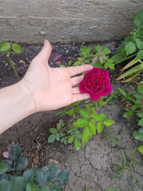 Probabil william  s. - Diverse