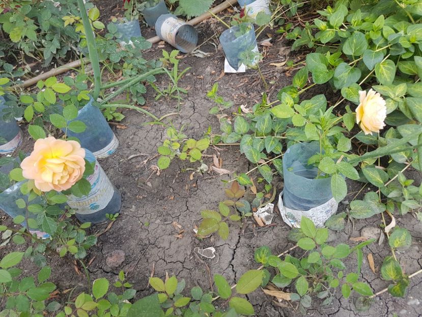 Lady O.S.si CPM - Diverse