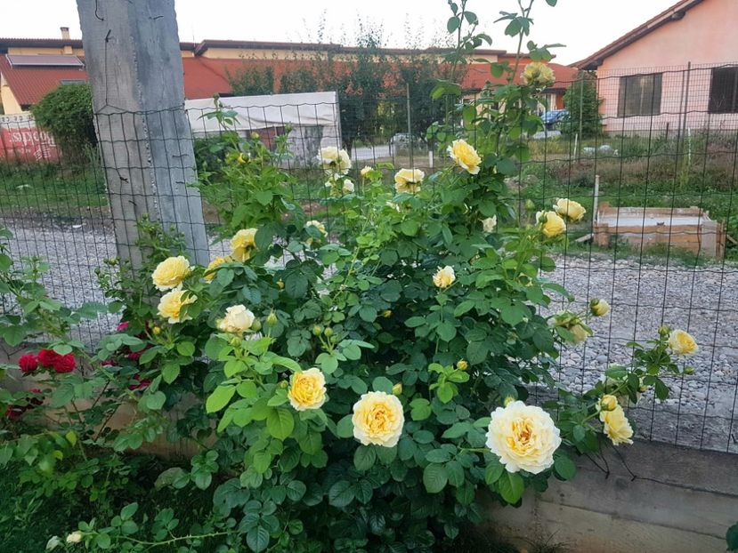  - Cyrano de Bergerac