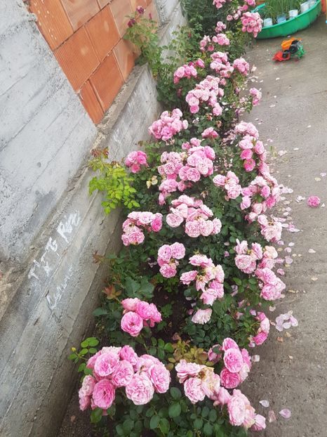 Cred ca ultimele poze din acest val, flori deschise la maxim si decolorate de soare, batute de copii - Leonardo da Vinci