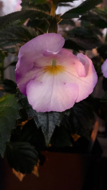 2018 - Humberto Vitorino