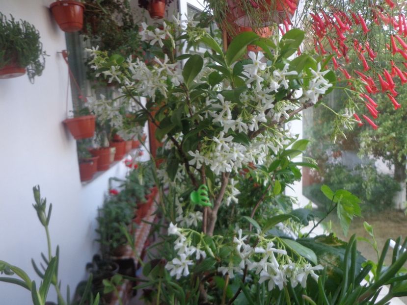 Trachelospermum jasminoides - In glastra