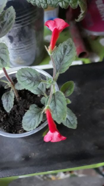  - P21 - Dutch Treat xA