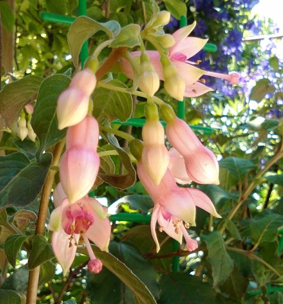 Die Shöne Wilhelmine - Plante disponibile