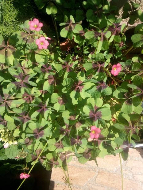  - Oxalis