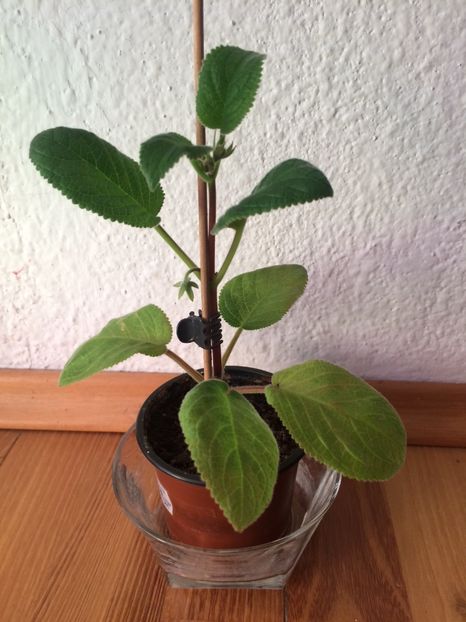 8.06.2018 - Sinningia SRGs Britta Dietze