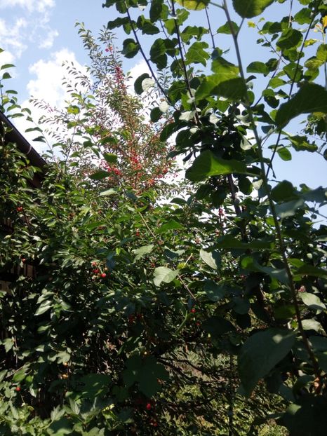  - Flori de PRIMAVARA-VARA -2018