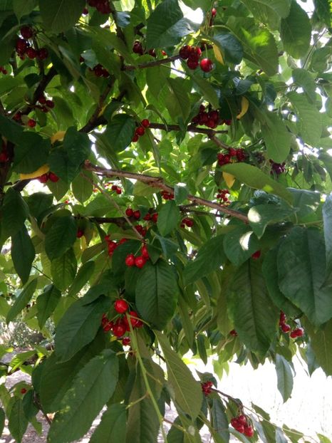  - Flori de PRIMAVARA-VARA -2018