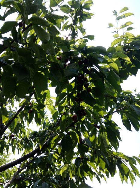  - Flori de PRIMAVARA-VARA -2018