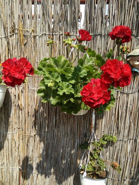  - Flori de PRIMAVARA-VARA -2018