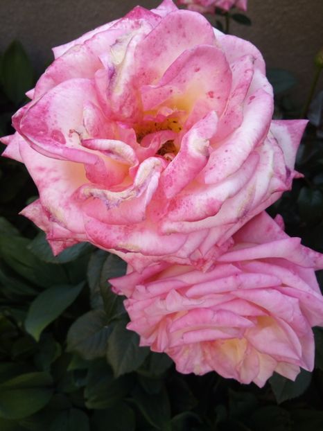  - Flori de PRIMAVARA-VARA -2018