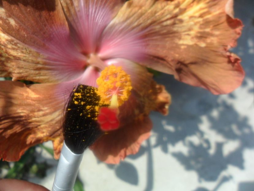 - hibiscusi 2018 1