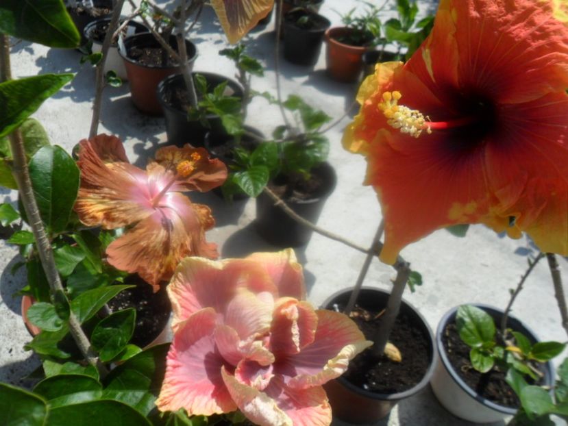  - hibiscusi 2018 1