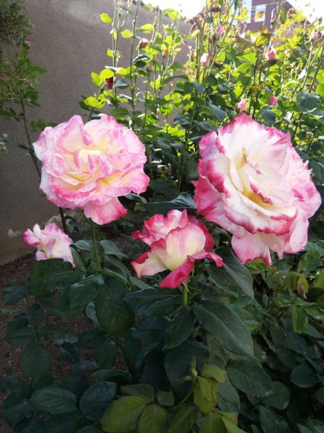  - Flori de PRIMAVARA-VARA -2018