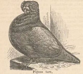 Cacunculatul scurt se numeste si  Turc - CONTACT