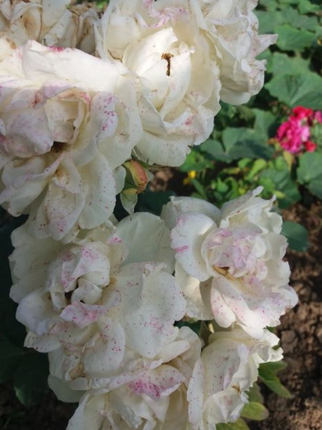 Splendid (de frumos) - EVOLUTIE TRANDAFIRI 2018