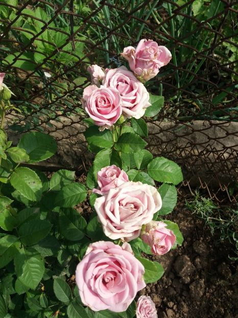  - EVOLUTIE TRANDAFIRI 2018