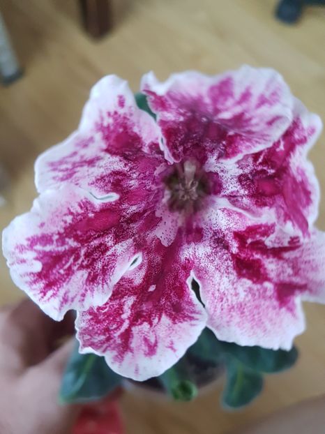 Violina 3 - gloxinia 2018