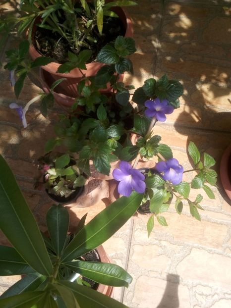  - Achimenesi 2015-2016-2018-2019