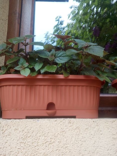  - Achimenesi 2015-2016-2018-2019