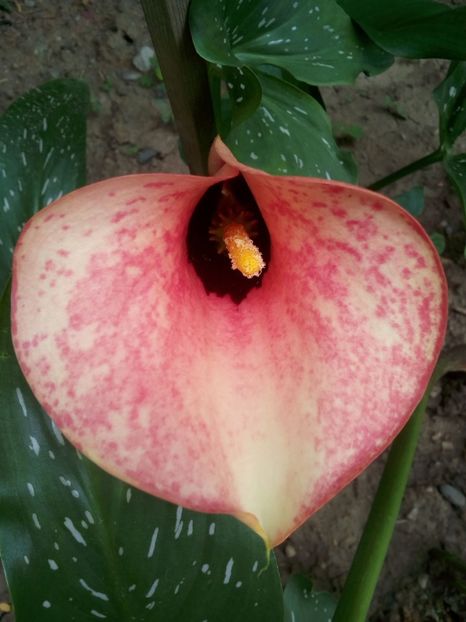  - CALE 2013-2018-2019